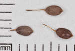 Kidneyshape sedge